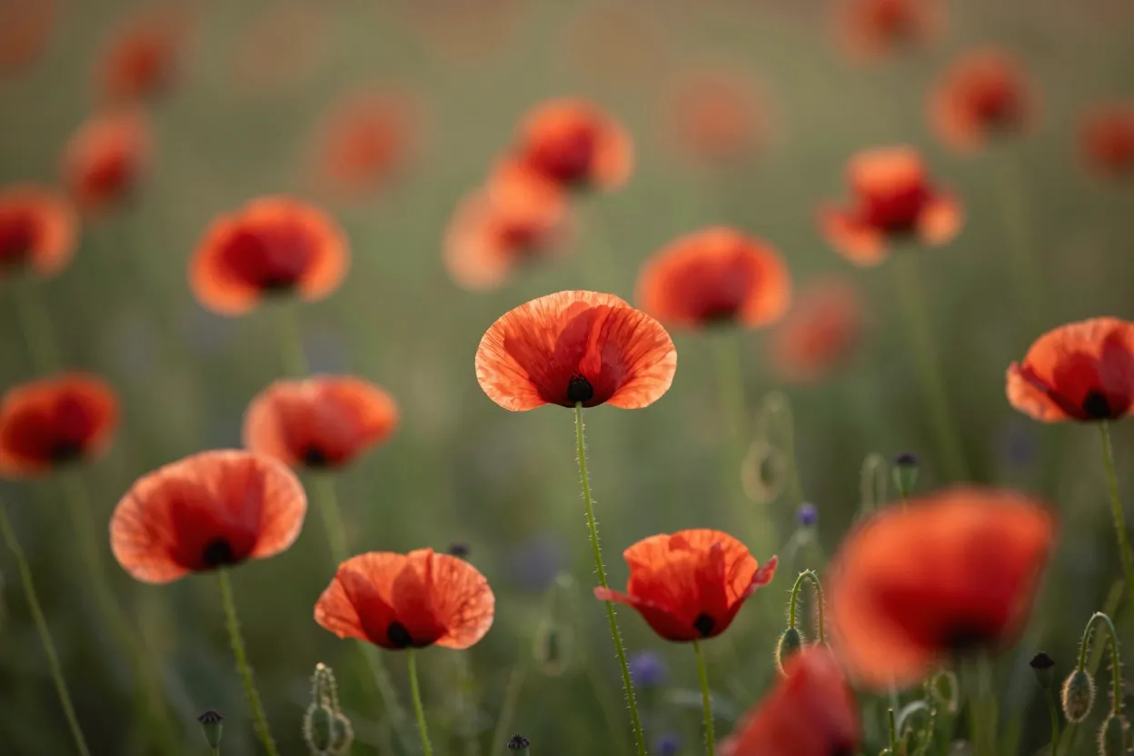 Scarlet poppies backlit at dusk.